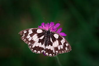 Black and White Butterfly on Purple Scabious Flower