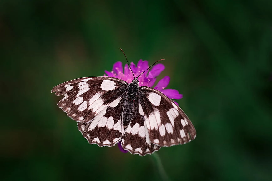 Black and White Butterfly on Purple Scabious Flower