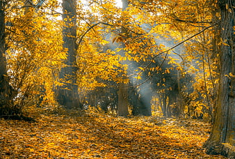 Golden Autumn Forest with Sunbeams and Fallen Leaves