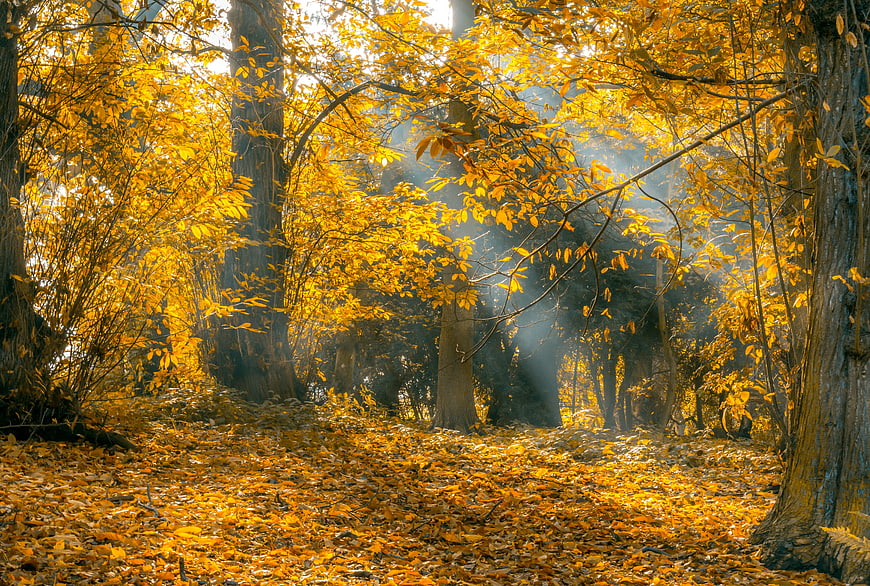 Golden Autumn Forest with Sunbeams and Fallen Leaves