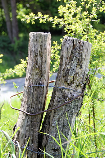 Weathered Wooden Fence Posts With Barbed Wire In Green Meadow