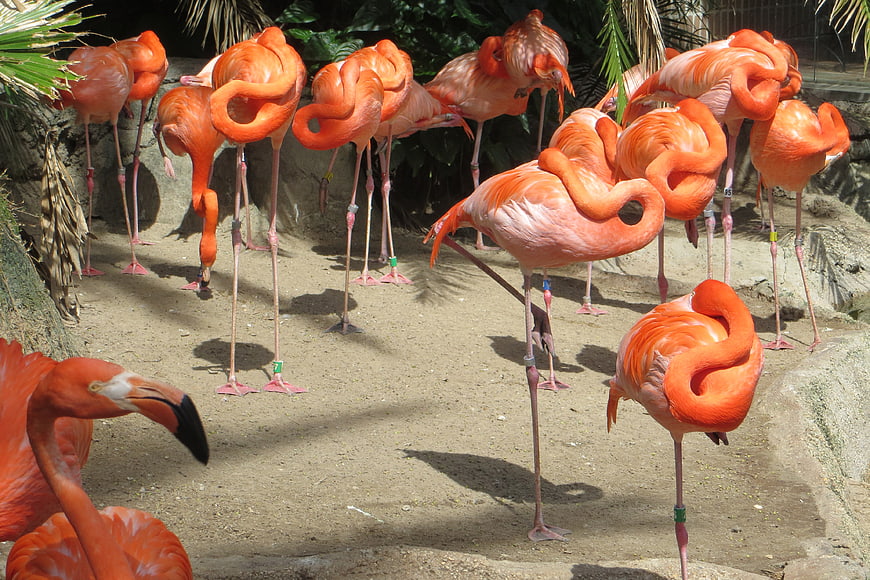 Flock of Pink Flamingos Resting in Zoo Enclosure