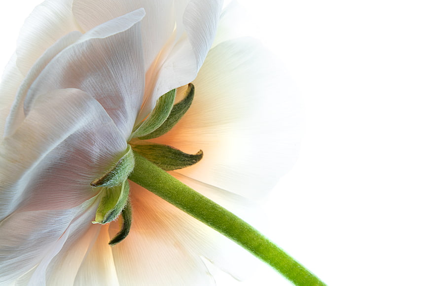 Close-up of White Ranunculus Flower with Green Stem