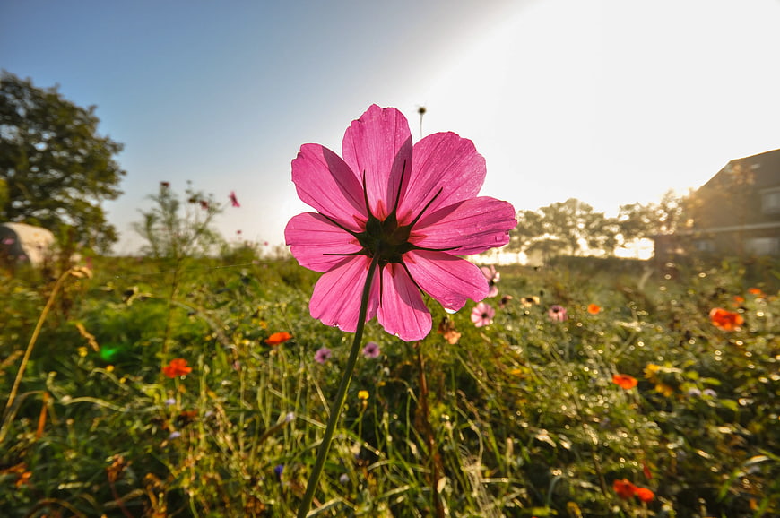 Pink Cosmos Flower Close-Up in Sunlit Meadow