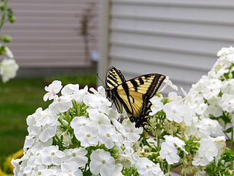 Eastern Tiger Swallowtail Butterfly on White Phlox Flowers