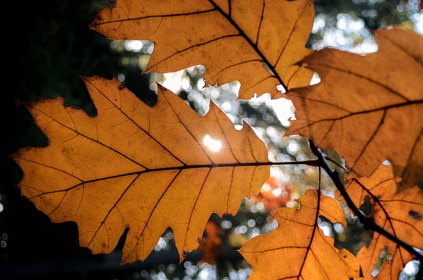 Backlit Autumn Oak Leaves with Sunlight