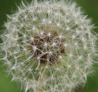 Macro Close-Up of White Dandelion Seed Head