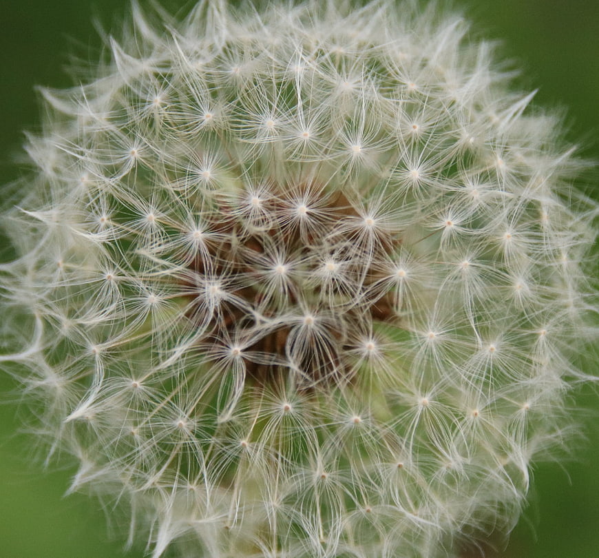Macro Close-Up of White Dandelion Seed Head
