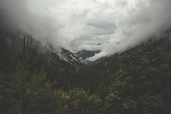Misty Mountain Valley with Pine Forest and Clouds