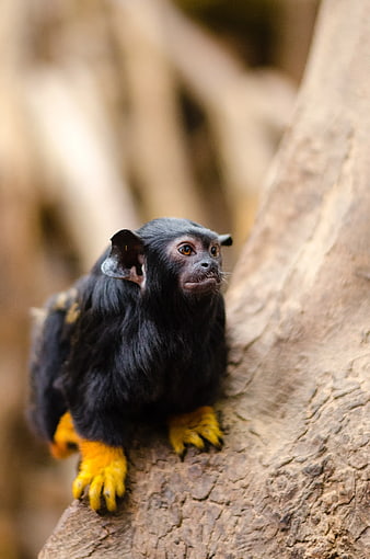 Pygmy Marmoset with Yellow Hands on Tree Trunk