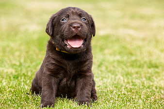 Cute chocolate labrador puppy sitting on green grass
