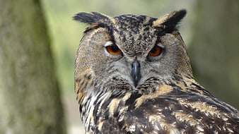 Close-up portrait of a majestic eagle owl with intense orange eyes