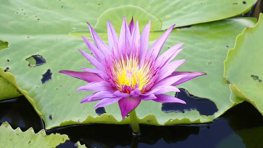 Vibrant Purple Water Lily on Green Lily Pads