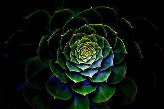 Dark Green Succulent Rosette Close Up On Black Background