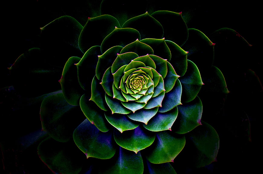 Dark Green Succulent Rosette Close Up On Black Background
