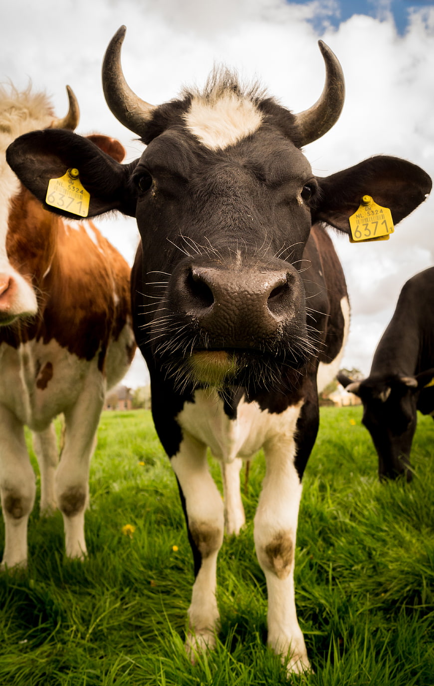 Close-up of curious black and white cow in green pasture