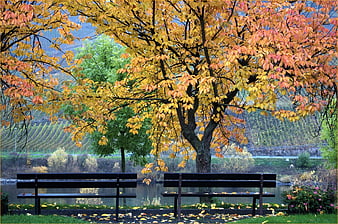Autumn park bench by river with colorful tree and vineyard