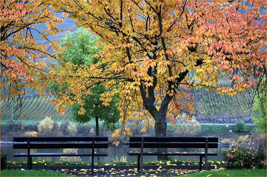 Autumn park bench by river with colorful tree and vineyard
