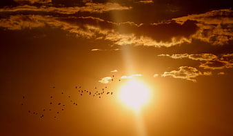 Flock of Birds Flying Against Golden Sunset Sky