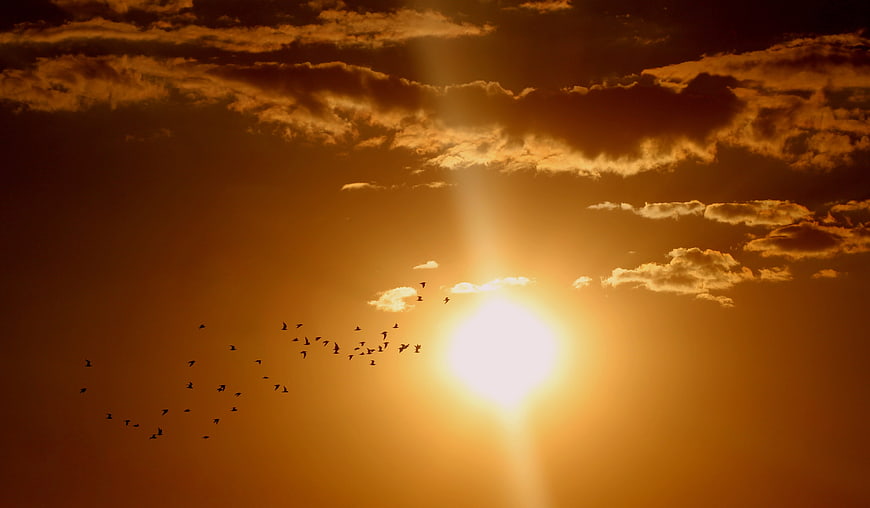 Flock of Birds Flying Against Golden Sunset Sky