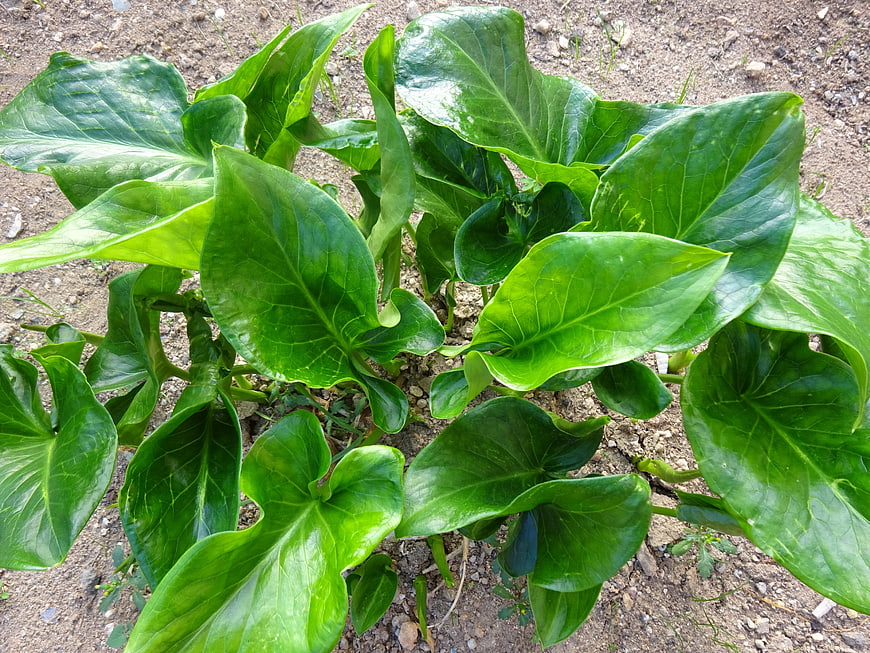 Fresh Green Leafy Plant Growing in Garden Soil