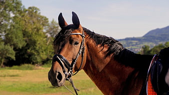 Portrait of a brown horse with bridle in a field