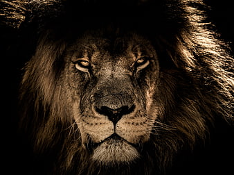 Dramatic Close-Up Portrait of a Majestic Male Lion