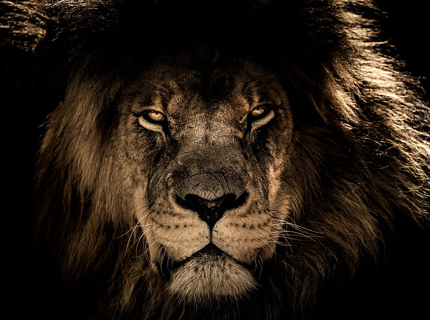 Dramatic Close-Up Portrait of a Majestic Male Lion