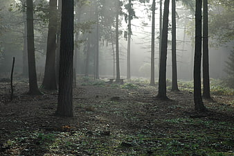 Misty forest landscape with tall trees and foggy atmosphere