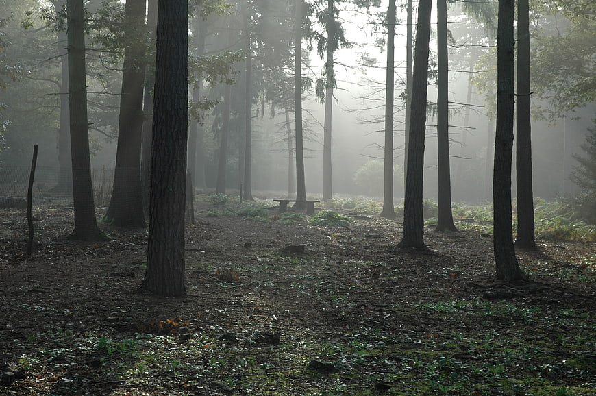 Misty forest landscape with tall trees and foggy atmosphere