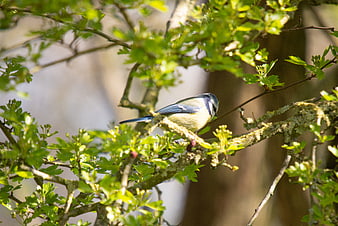 Eurasian Blue Tit perched on a mossy tree branch in spring