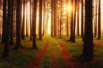 Sunlit Forest Path in Misty Coniferous Woods