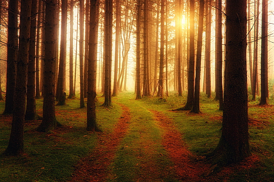 Sunlit Forest Path in Misty Coniferous Woods