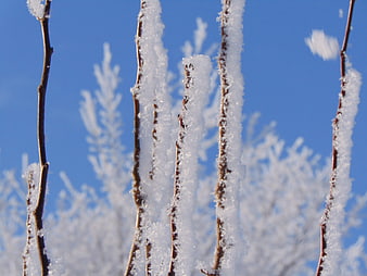 Frosty Tree Branches Against Blue Sky in Winter