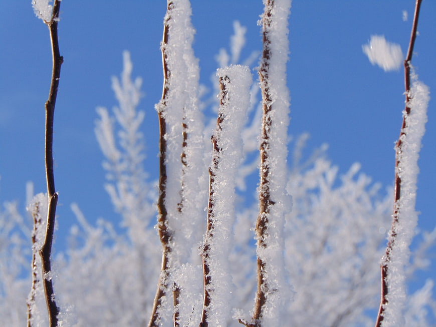 Frosty Tree Branches Against Blue Sky in Winter
