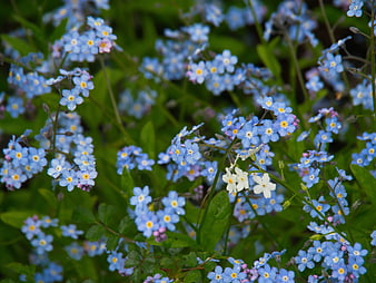 Close-up of Blue Forget-Me-Not Wildflowers in Spring Garden