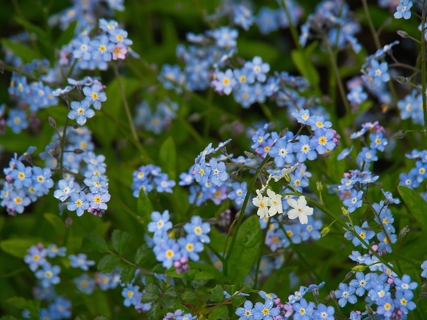 Close-up of Blue Forget-Me-Not Wildflowers in Spring Garden
