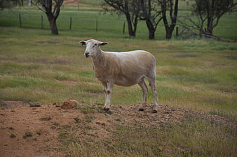White sheep standing on a dirt mound in a green pasture