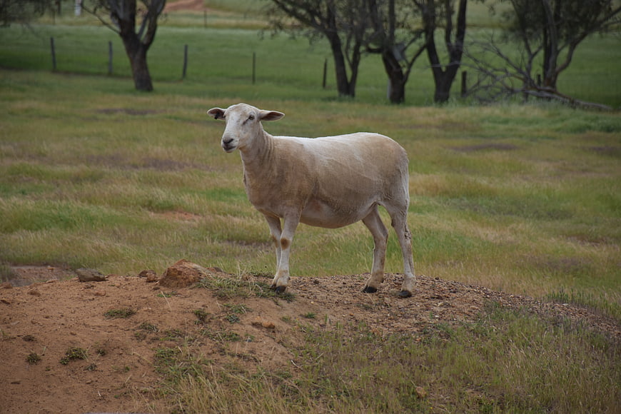 White sheep standing on a dirt mound in a green pasture
