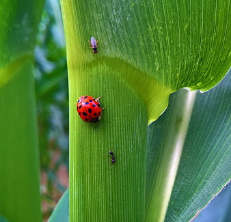 Macro shot of ladybug, ant, and fly on green leaf