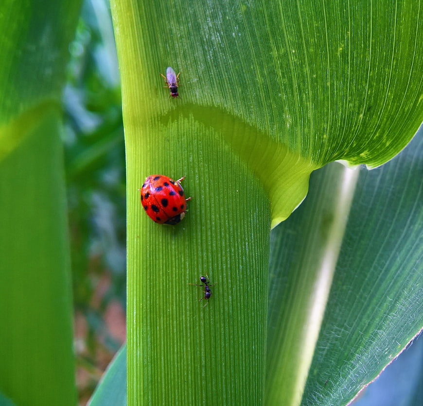 Macro shot of ladybug, ant, and fly on green leaf