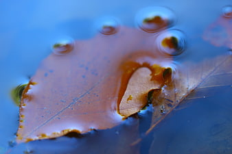 Close-up of brown autumn leaf floating on blue water