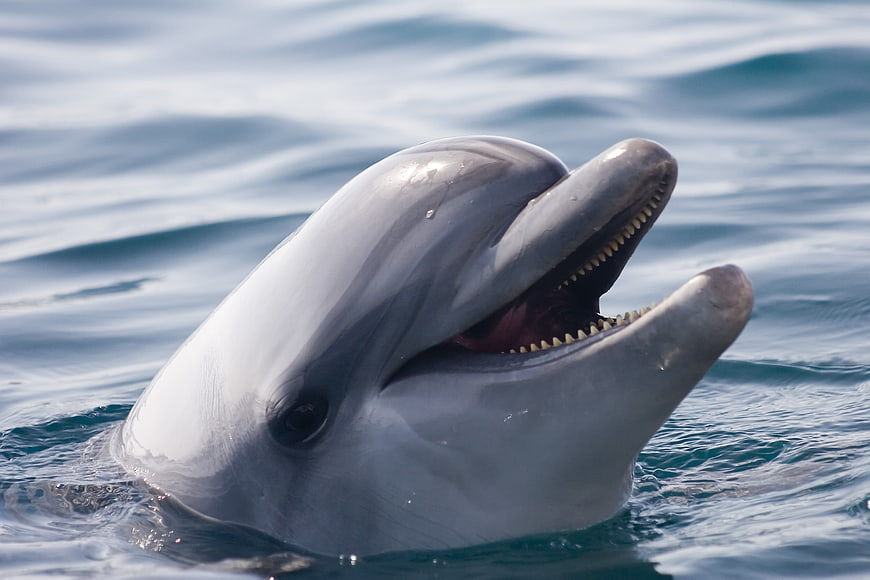 Close-up of a smiling dolphin head emerging from blue ocean water