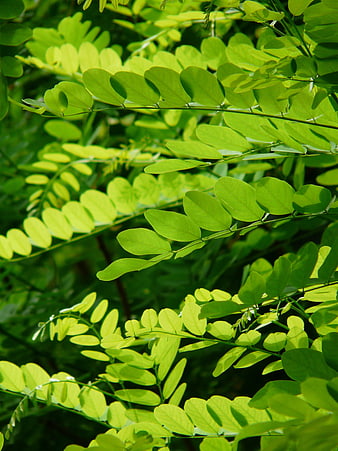 Vibrant Green Black Locust Leaves Foliage Nature Closeup