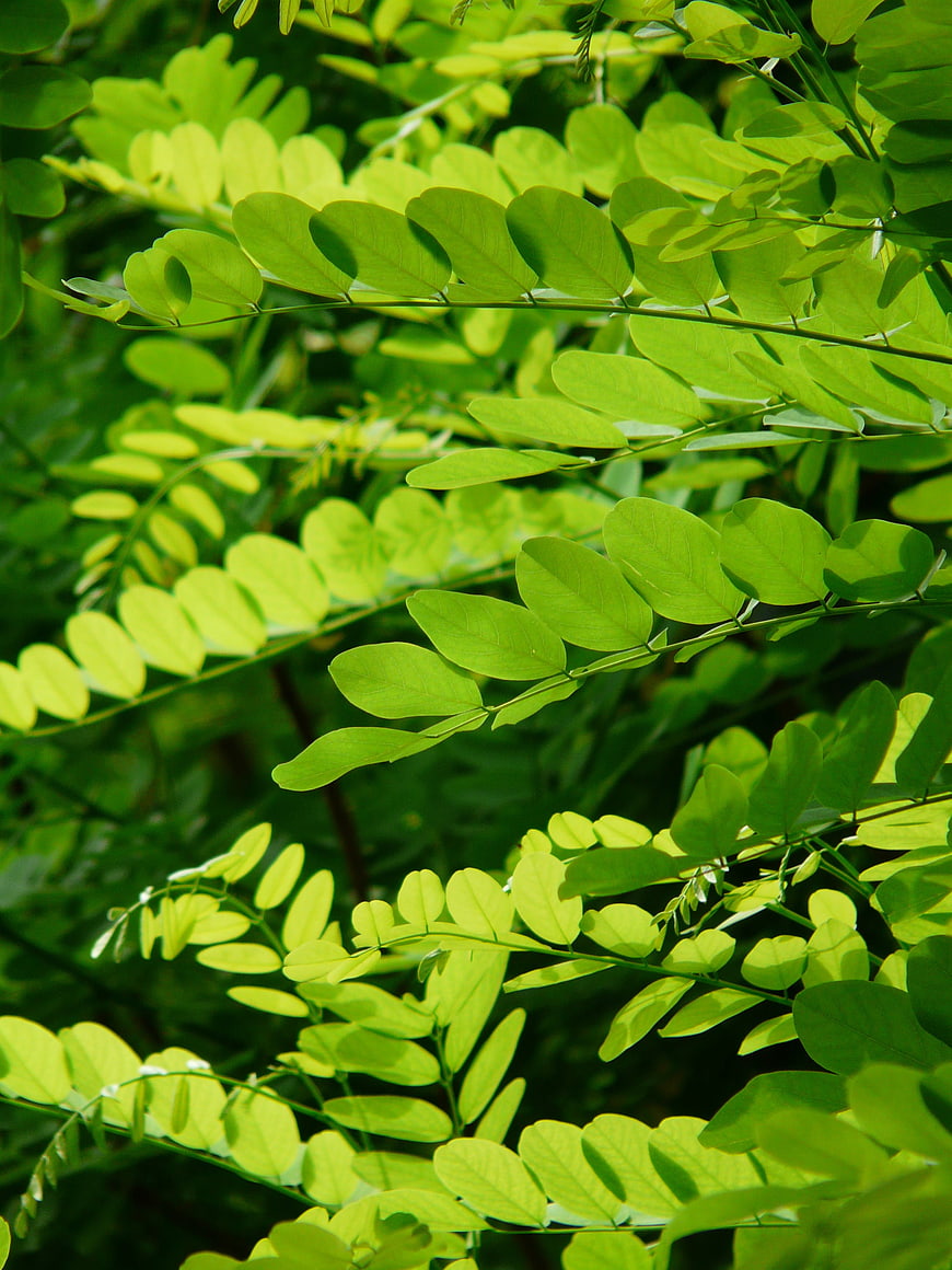 Vibrant Green Black Locust Leaves Foliage Nature Closeup