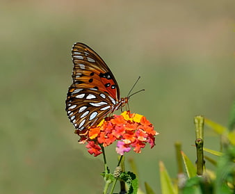 Brown and White Butterfly on Colorful Lantana Flowers
