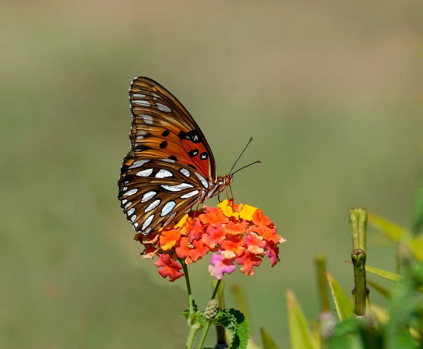 Brown and White Butterfly on Colorful Lantana Flowers