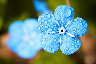Close-up of Blue Flower with Water Droplets