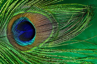 Macro Close-Up of Vibrant Peacock Feather Eye