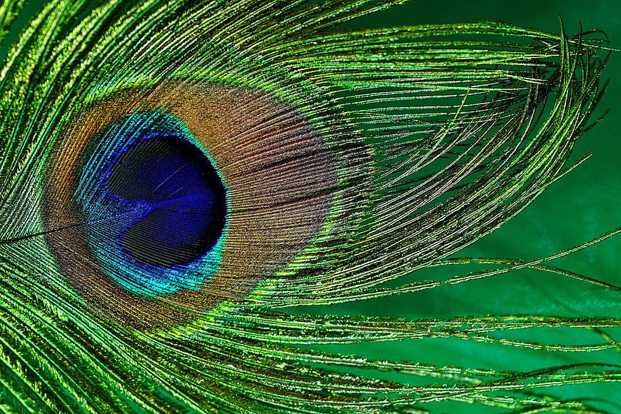 Macro Close-Up of Vibrant Peacock Feather Eye